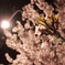 深夜の桜