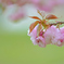 八重桜
