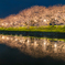 流川 桜並木 2