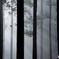 森の朝