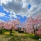 美しい桜の花も　散ってしまった