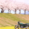 桜ツーリング