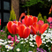 D7K_5475R