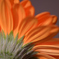 Macro shot in room②