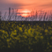 夕陽菜花