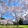 誰もいない桜の園