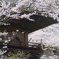 龍澤寺
