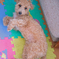 my pretty dog Ⅱ # 193