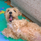 my pretty dog Ⅱ # 194