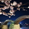 夜桜001