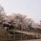華やぐ高島城