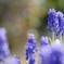 HAVE-HANA  285   Muscari