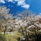 沓掛峠の山桜