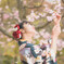 嵐山と桜の記憶６