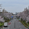 令和の桜_07
