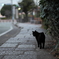 歩道の黒猫