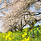 背割の桜