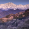 鹿島槍と朝陽を浴びる山桜