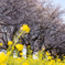 桜と菜の花