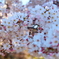 bIMG_0708