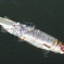 光る魚体