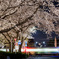 桜と踏切
