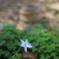竹林の花