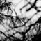 pine