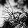 pine