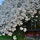 地蔵桜
