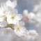 HANA-HANA 286  sakura-saku
