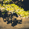 Spring light