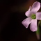 開花