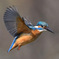 Hovering of the kingfisher ☆(^^)☆