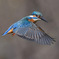 Hovering of the kingfisher ☆(^^)☆