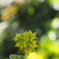 Green Stars