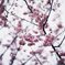 雪割桜