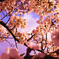 桜の螺旋階段