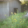 菜の花