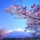 富士山と桜