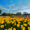 Tulips 2