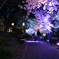 夜桜
