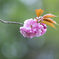 八重桜