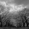 cloudy spring