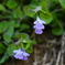 野の花