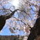 桜 (2)