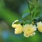 木香薔薇