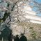 夫婦と鶴ヶ城の桜