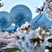 桜と巨大パラボナ