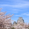 桜と青と姫路城